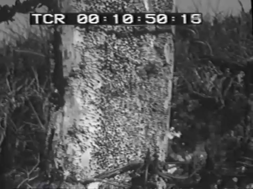 Stokkseyri og Stokkseyringar